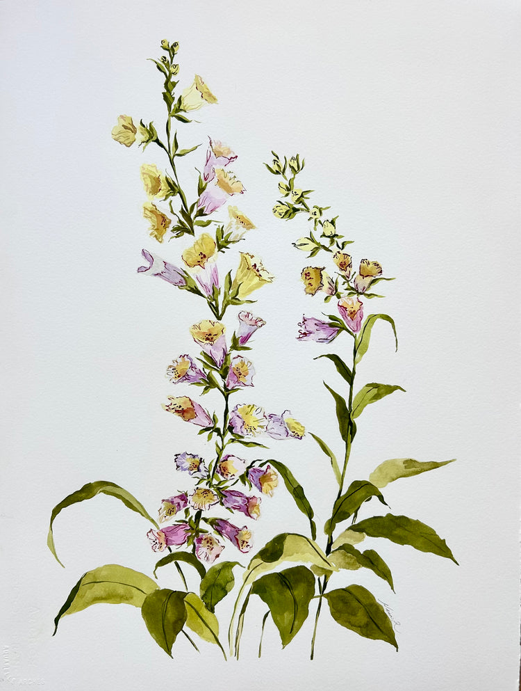 Before the Bloom, No. 1